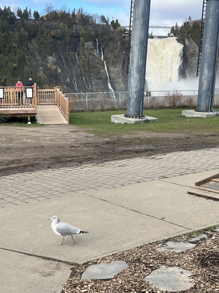 Gavina americana - ML644467160