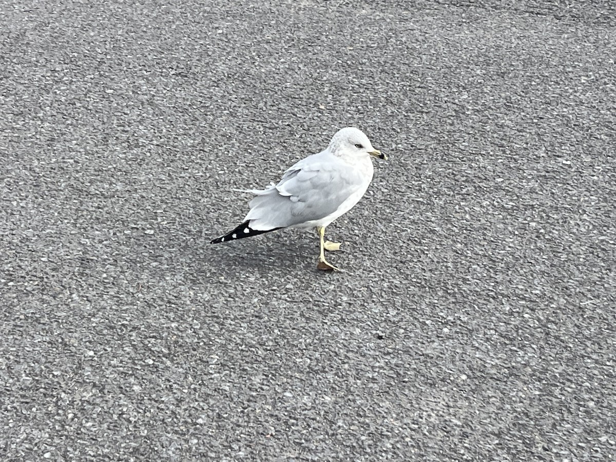 Gavina americana - ML644467161