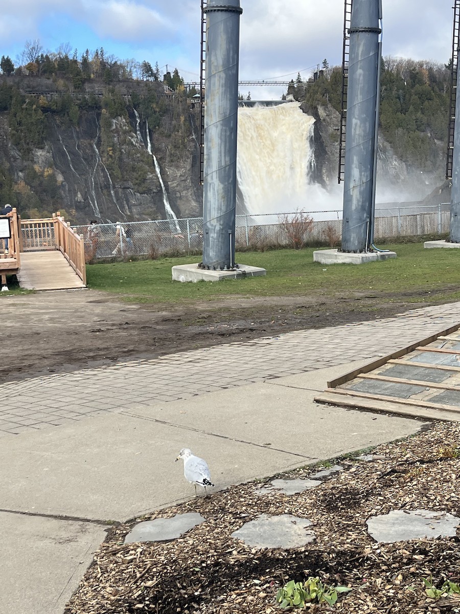 Gavina americana - ML644467162