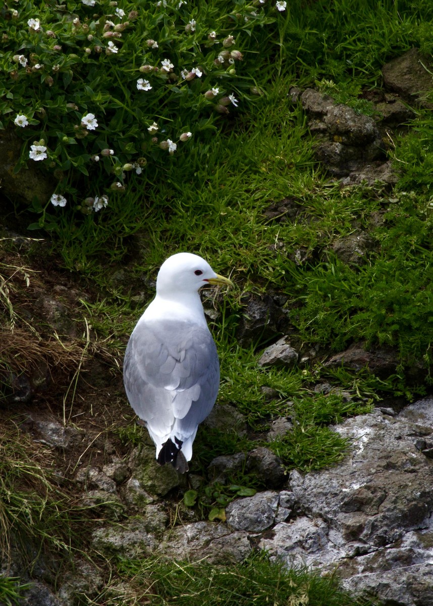 Black-legged Kittiwake - ML644467164