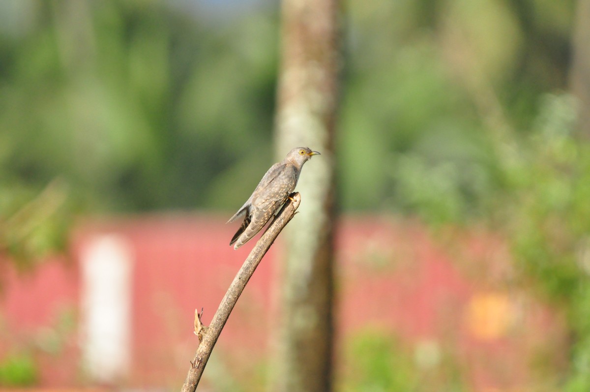 Common Cuckoo - ML644467168