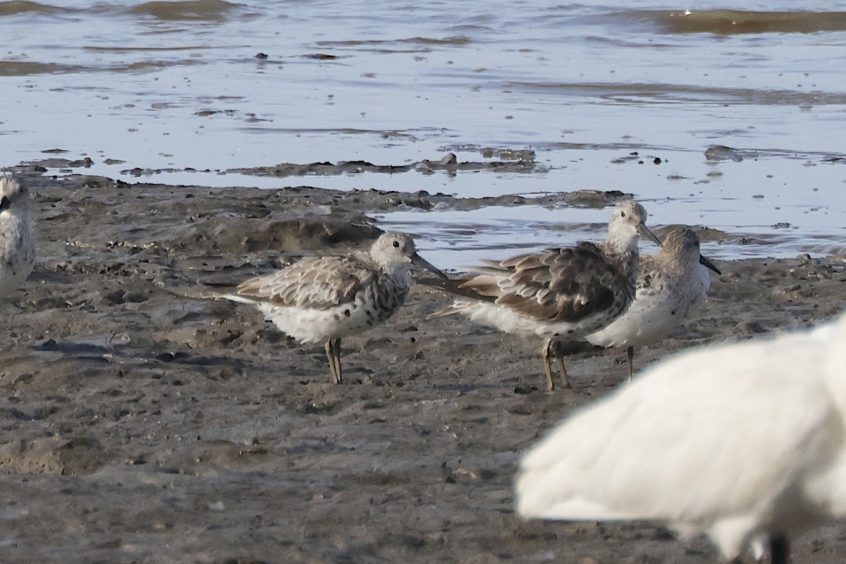 オバシギ - ML644467179