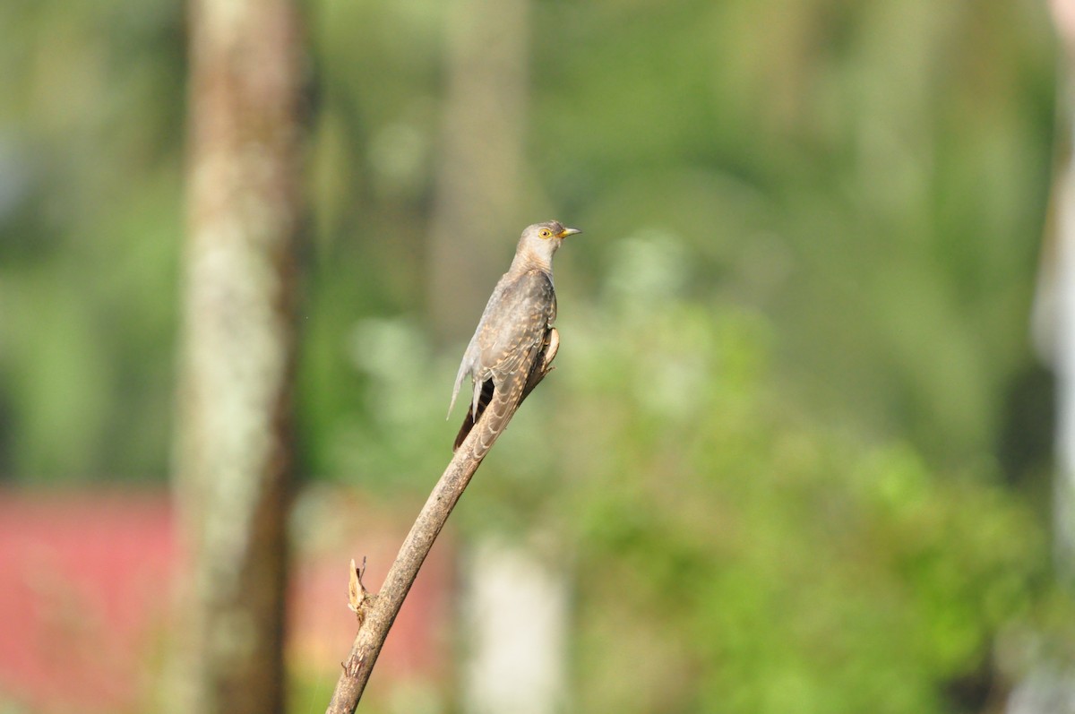 Common Cuckoo - ML644467180