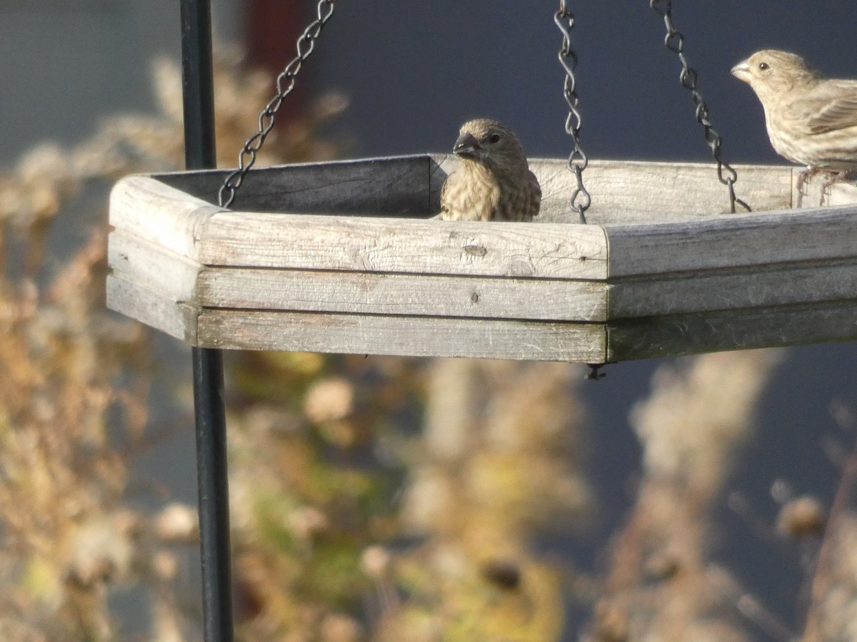 House Finch - ML644467186
