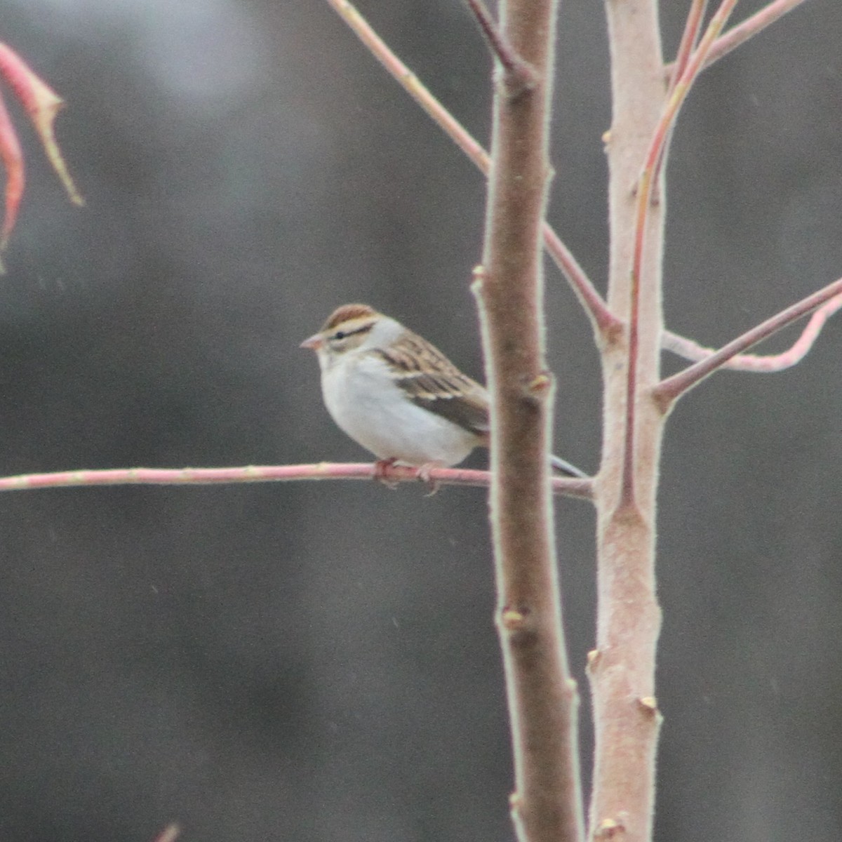 Chipping Sparrow - ML644467188