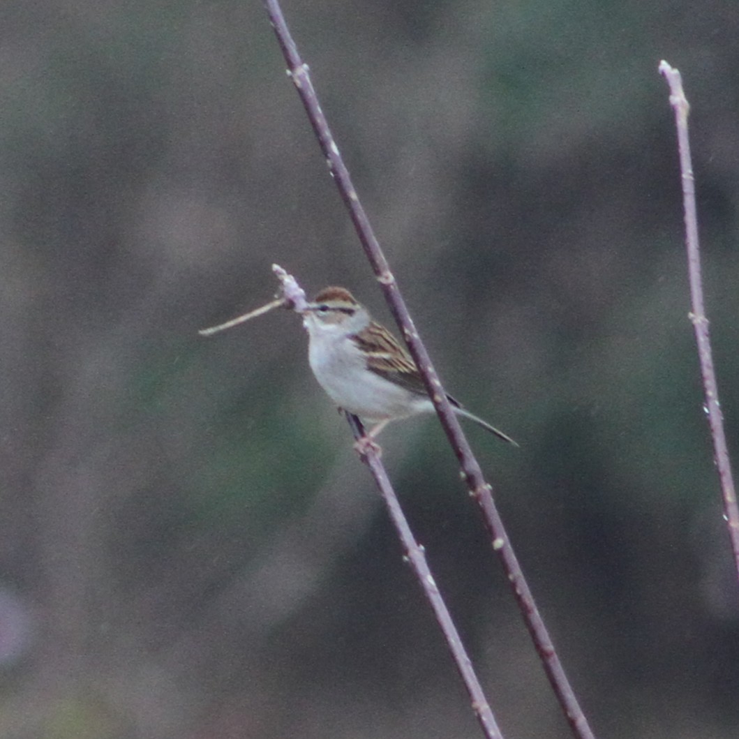 Chipping Sparrow - ML644467189