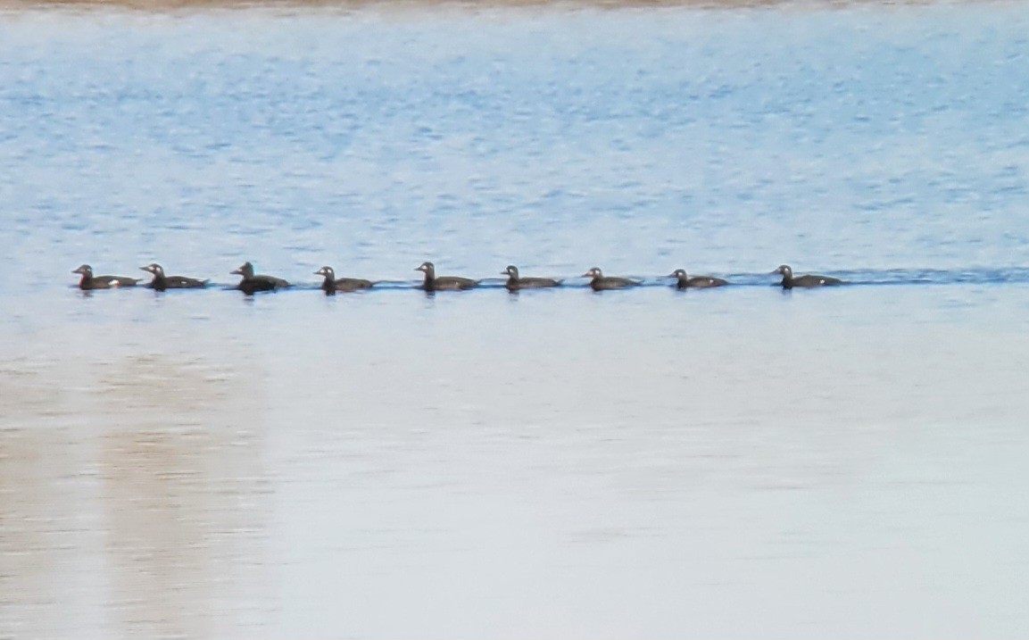 White-winged Scoter - ML644467190