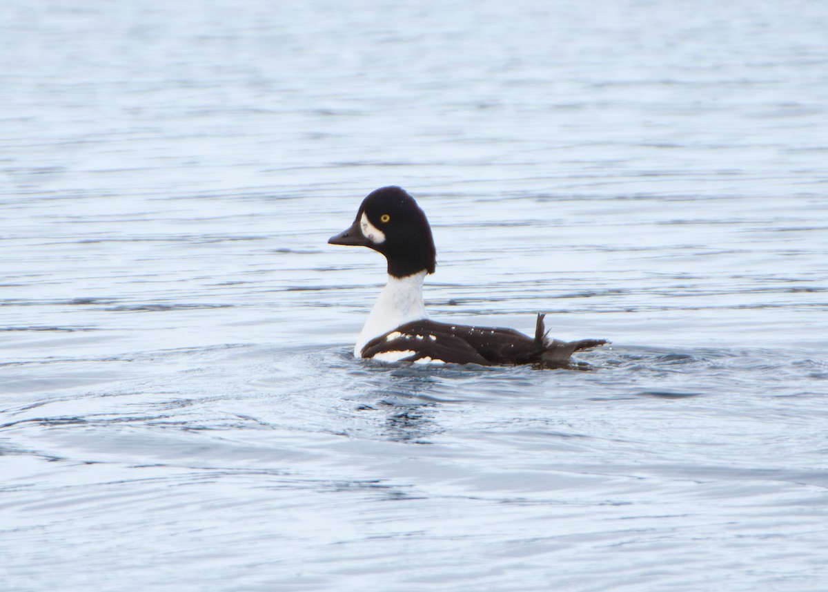 Barrow's Goldeneye - ML644467194