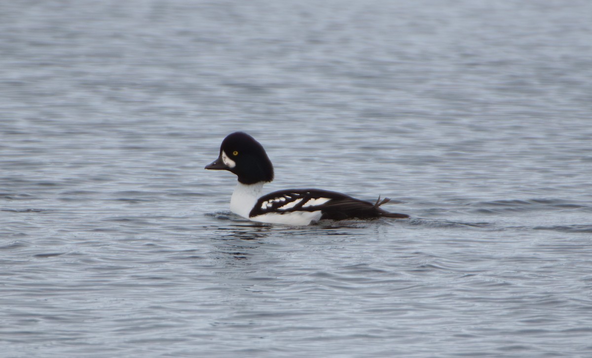 Barrow's Goldeneye - ML644467196