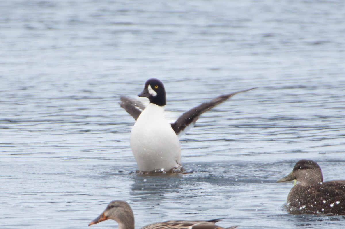 Barrow's Goldeneye - ML644467197