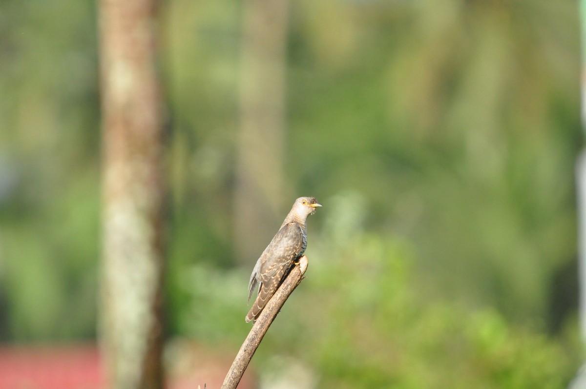 Common Cuckoo - ML644467199