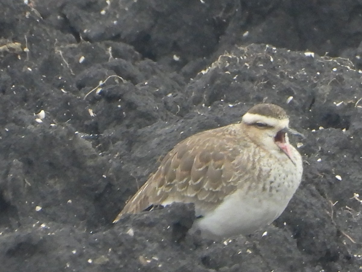 Vanneau sociable - ML644467222