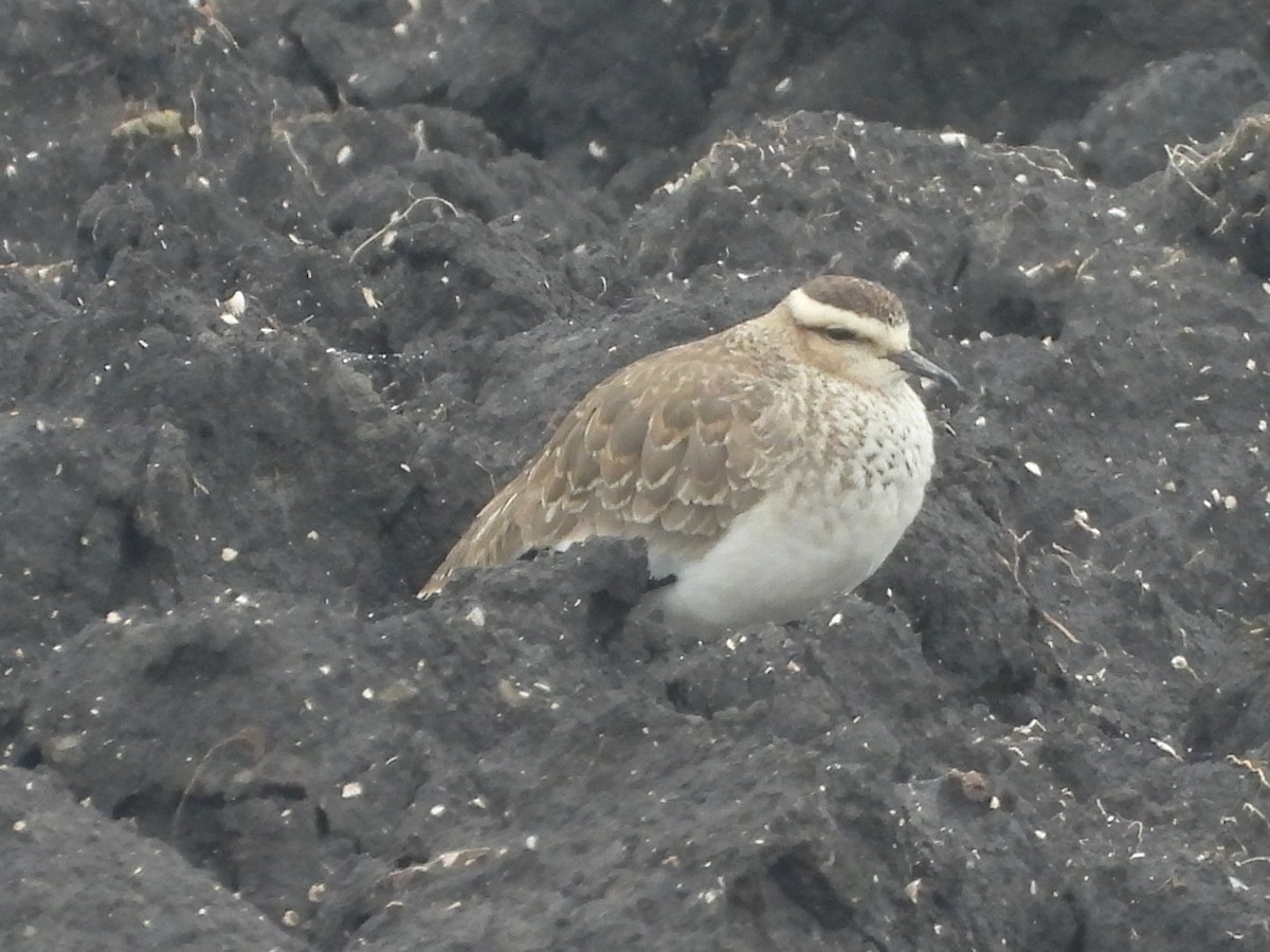 Vanneau sociable - ML644467223