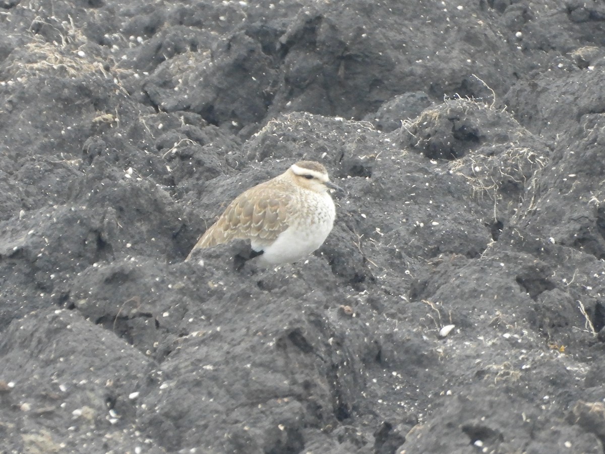 Vanneau sociable - ML644467224