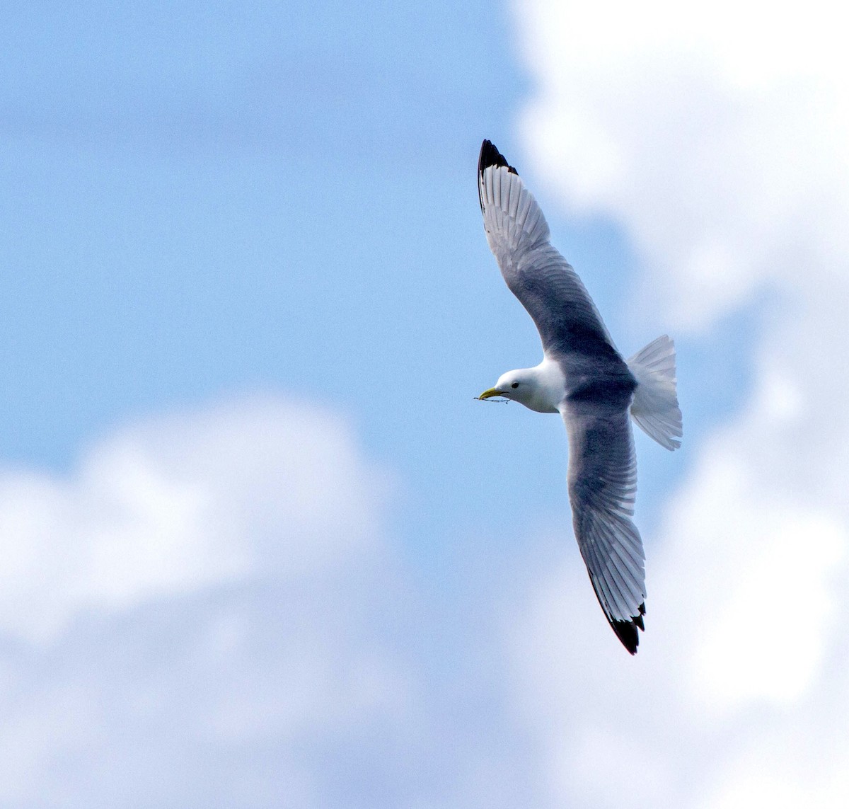 Black-legged Kittiwake - ML644467226