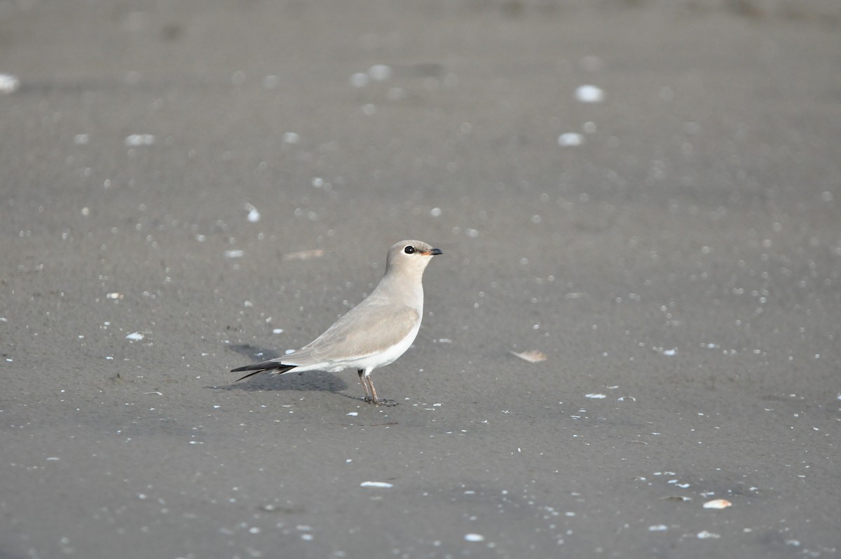 ヒメツバメチドリ - ML644467232