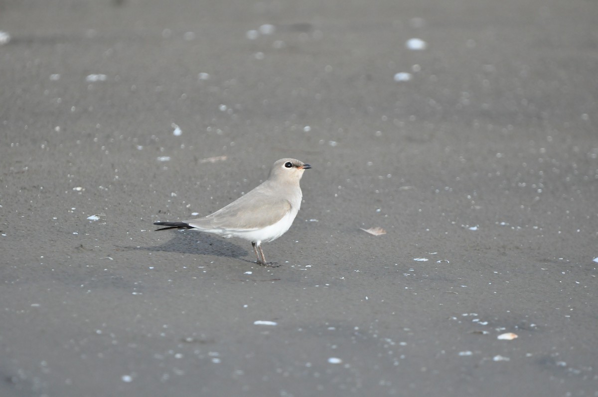 ヒメツバメチドリ - ML644467241