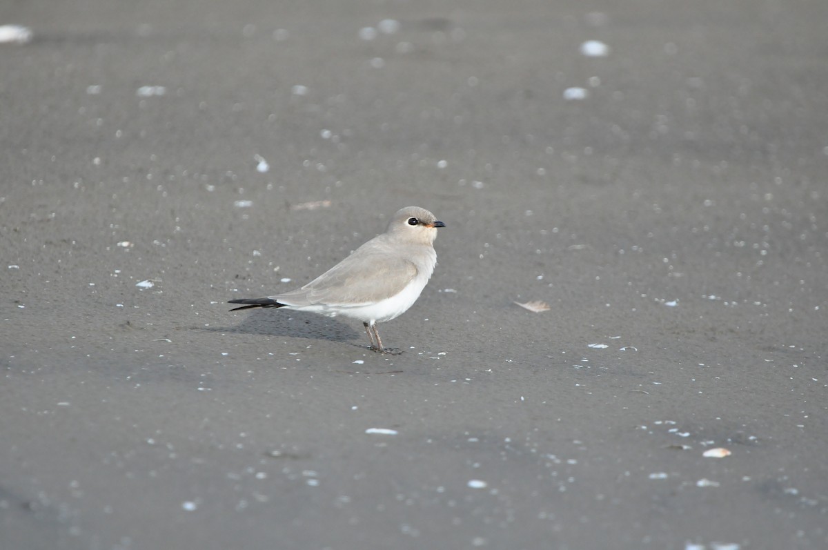 ヒメツバメチドリ - ML644467248