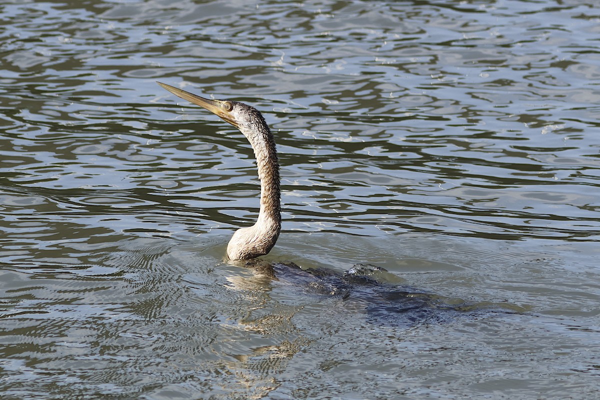 オーストラリアヘビウ - ML644467268