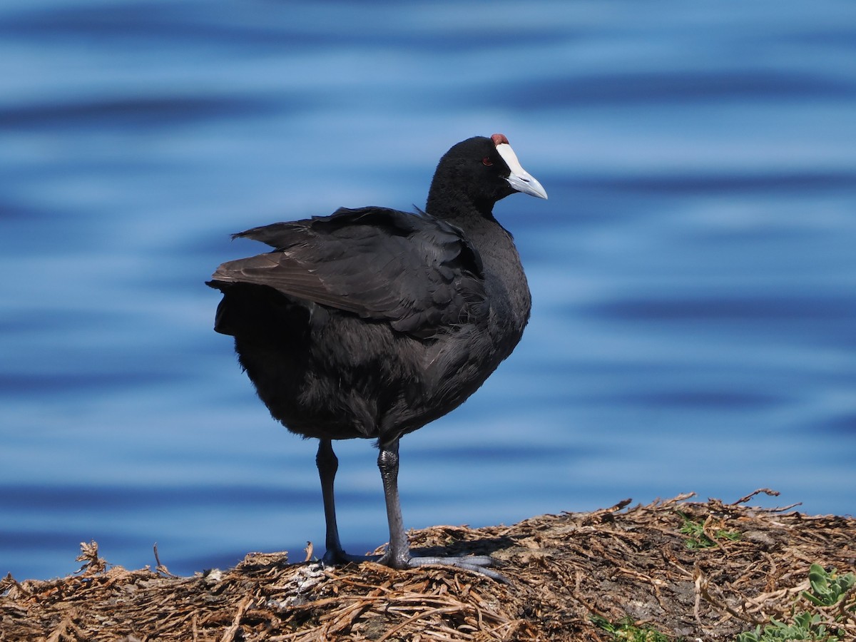 Red-knobbed Coot - ML644467271