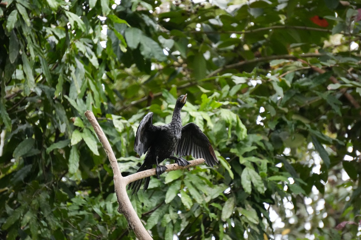 orientdvergskarv - ML644467273