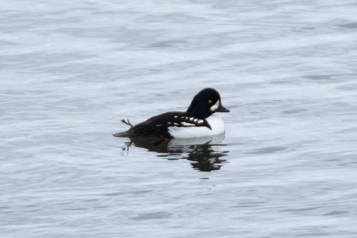 Barrow's Goldeneye - ML644467300