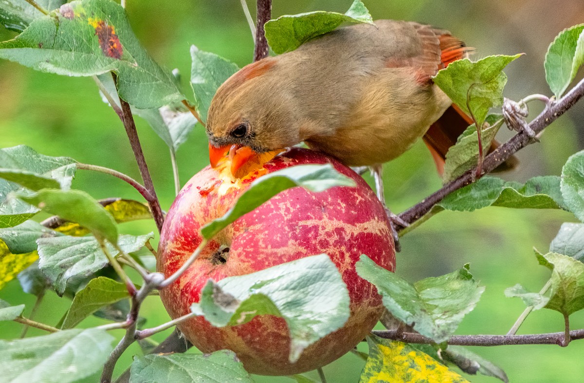 Northern Cardinal - ML644467345