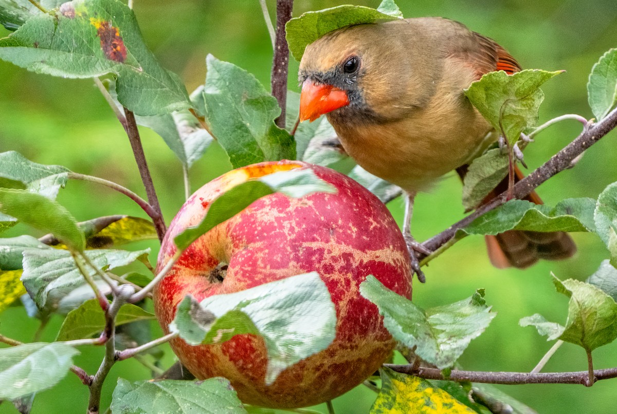 Northern Cardinal - ML644467346