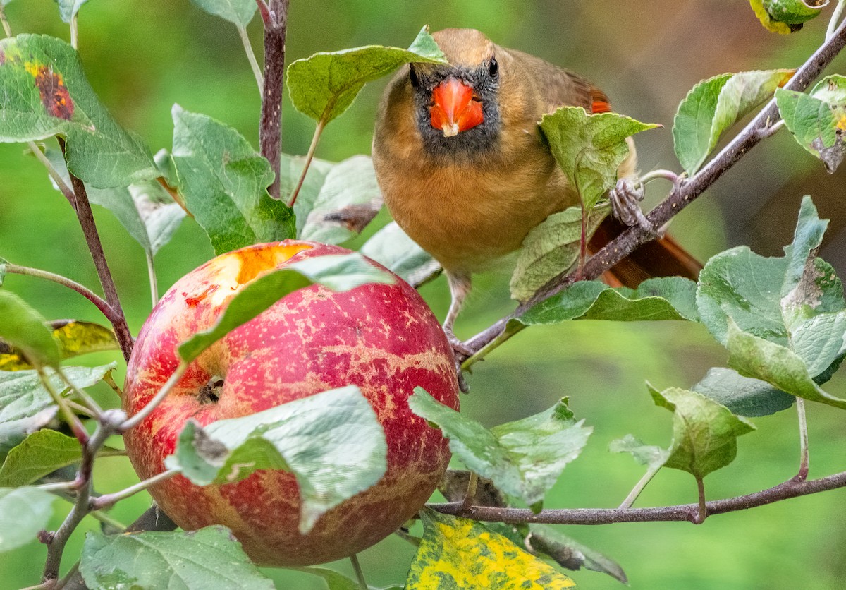 Northern Cardinal - ML644467347