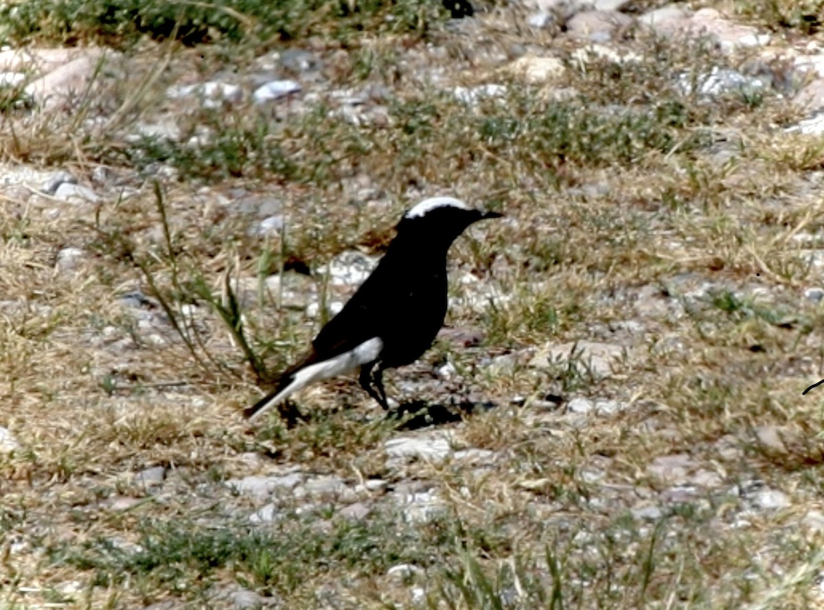 Saharasteinschmätzer - ML644467348