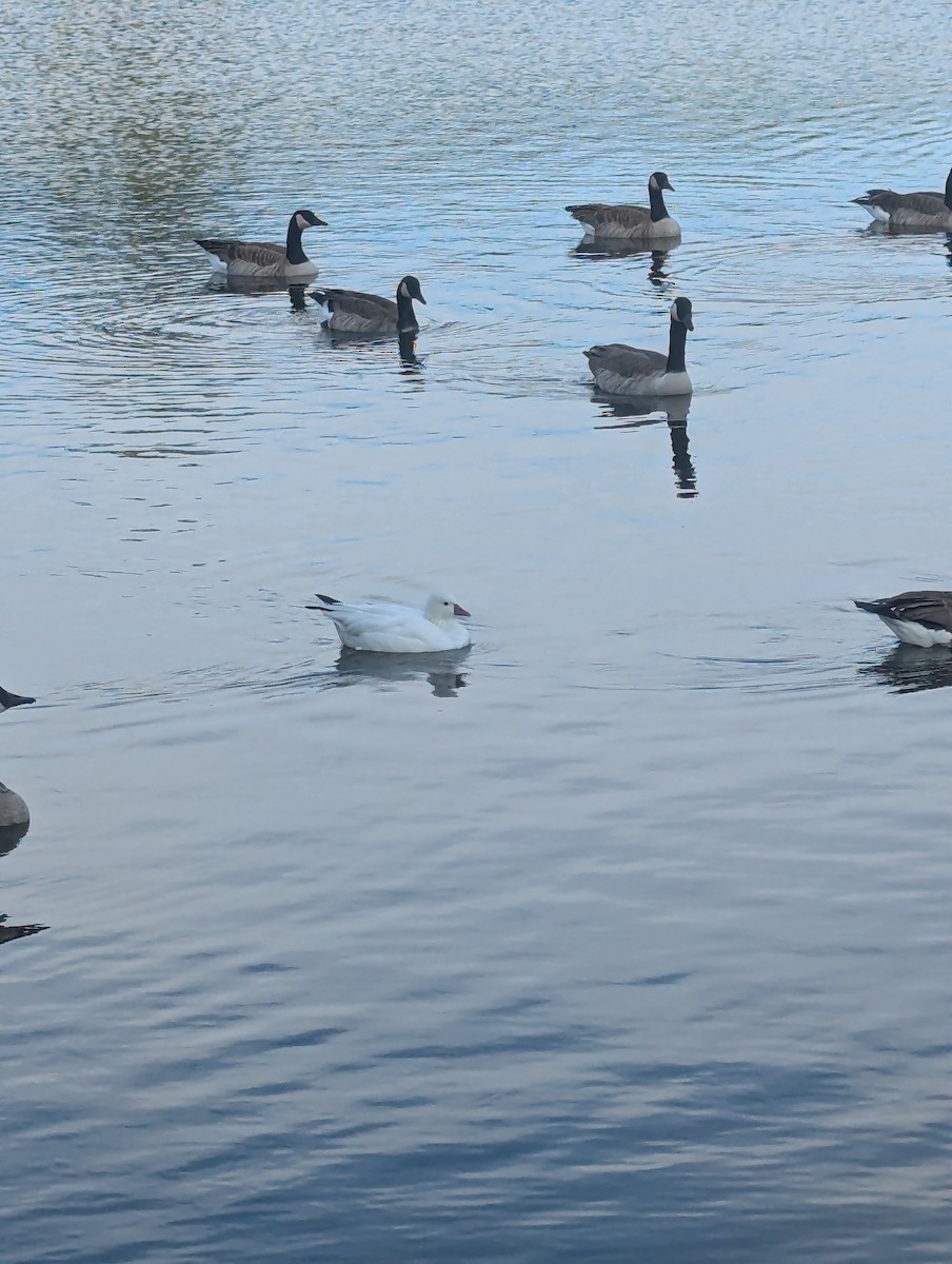 Ross's Goose - ML644467349