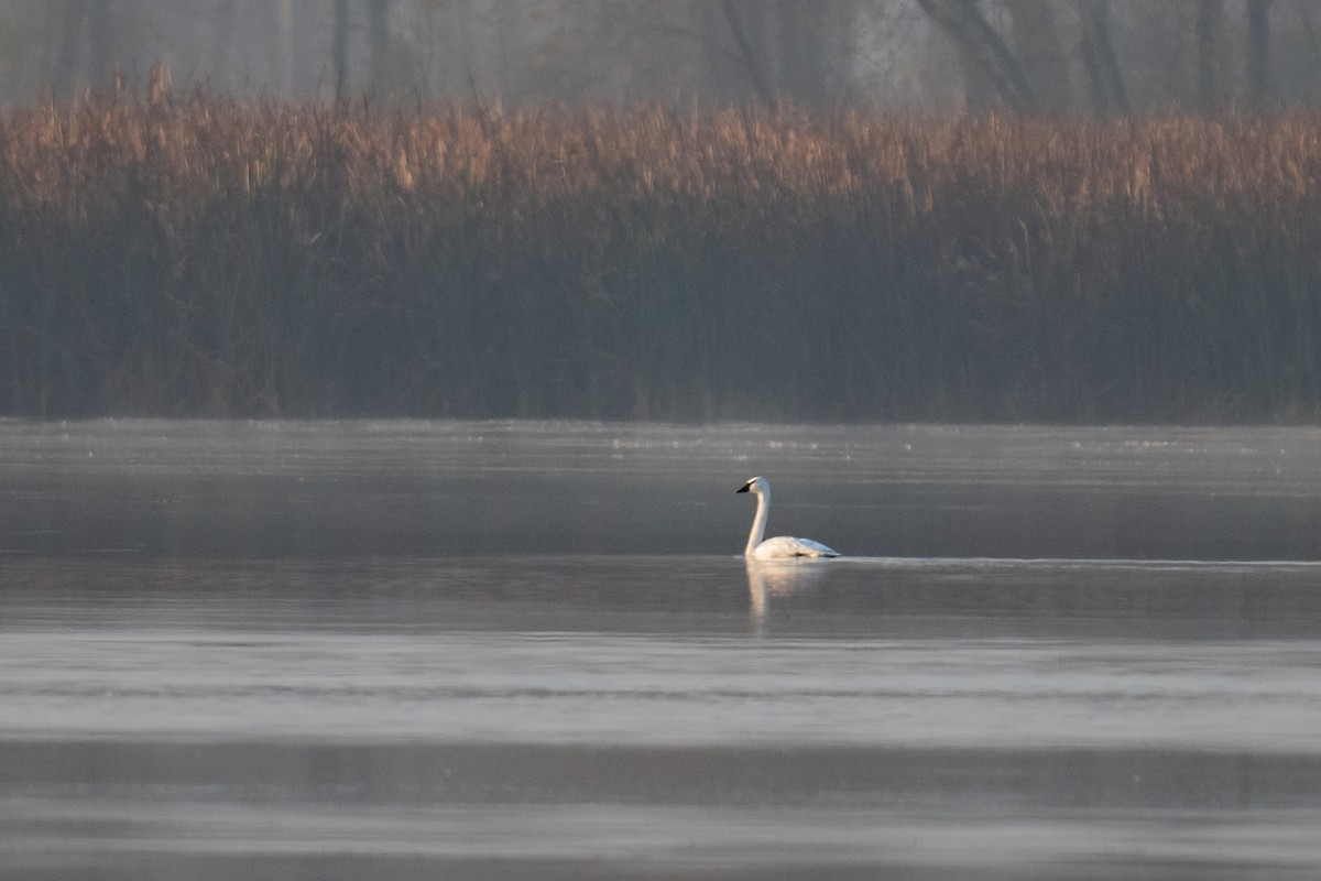 Cygne siffleur - ML644467353
