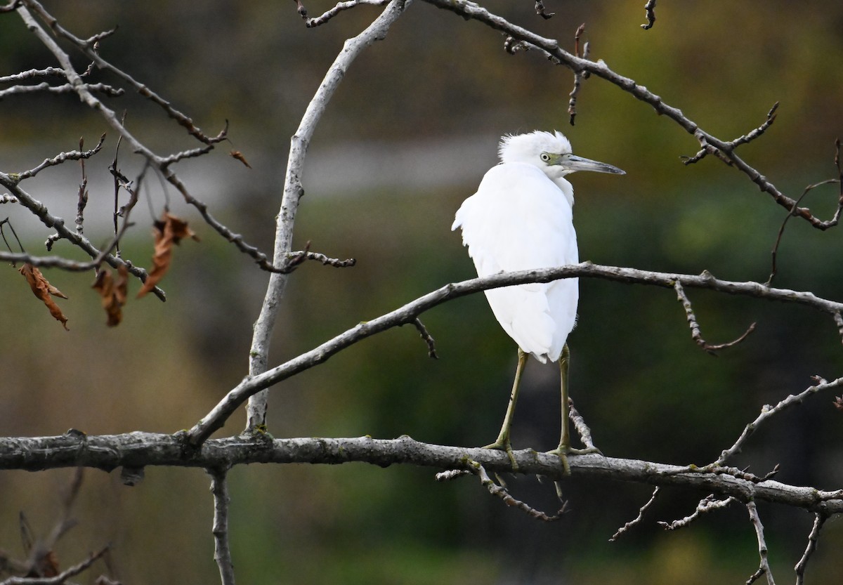 Little Blue Heron - ML644467358