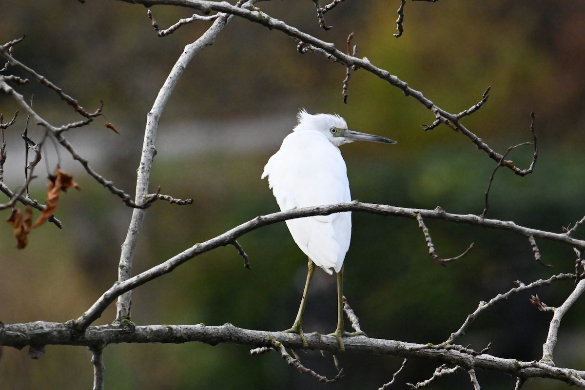 Little Blue Heron - ML644467359
