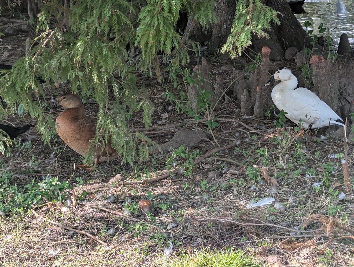 鴨亞科(鴨類) - ML644467365