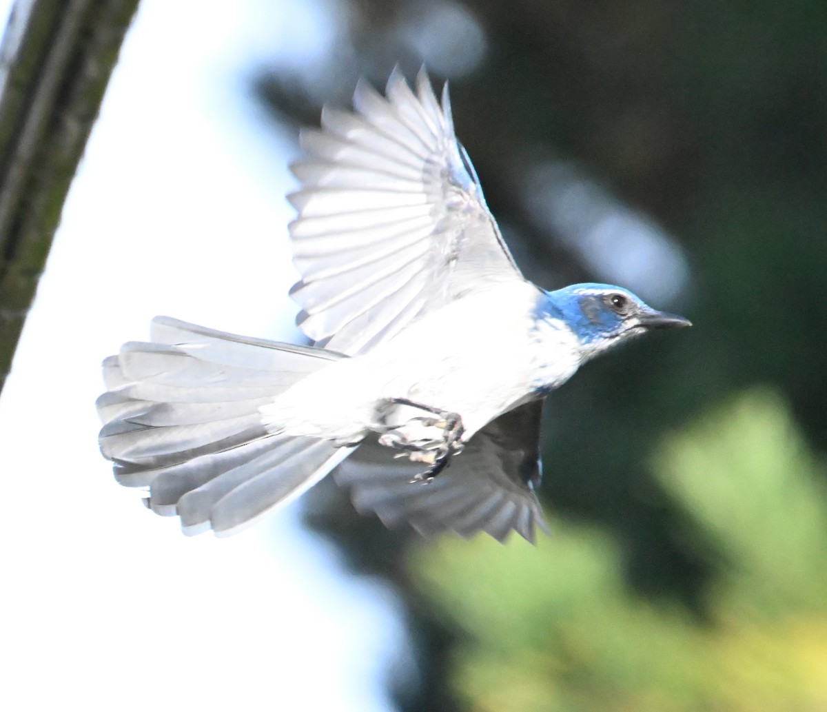 California Scrub-Jay - ML644467366