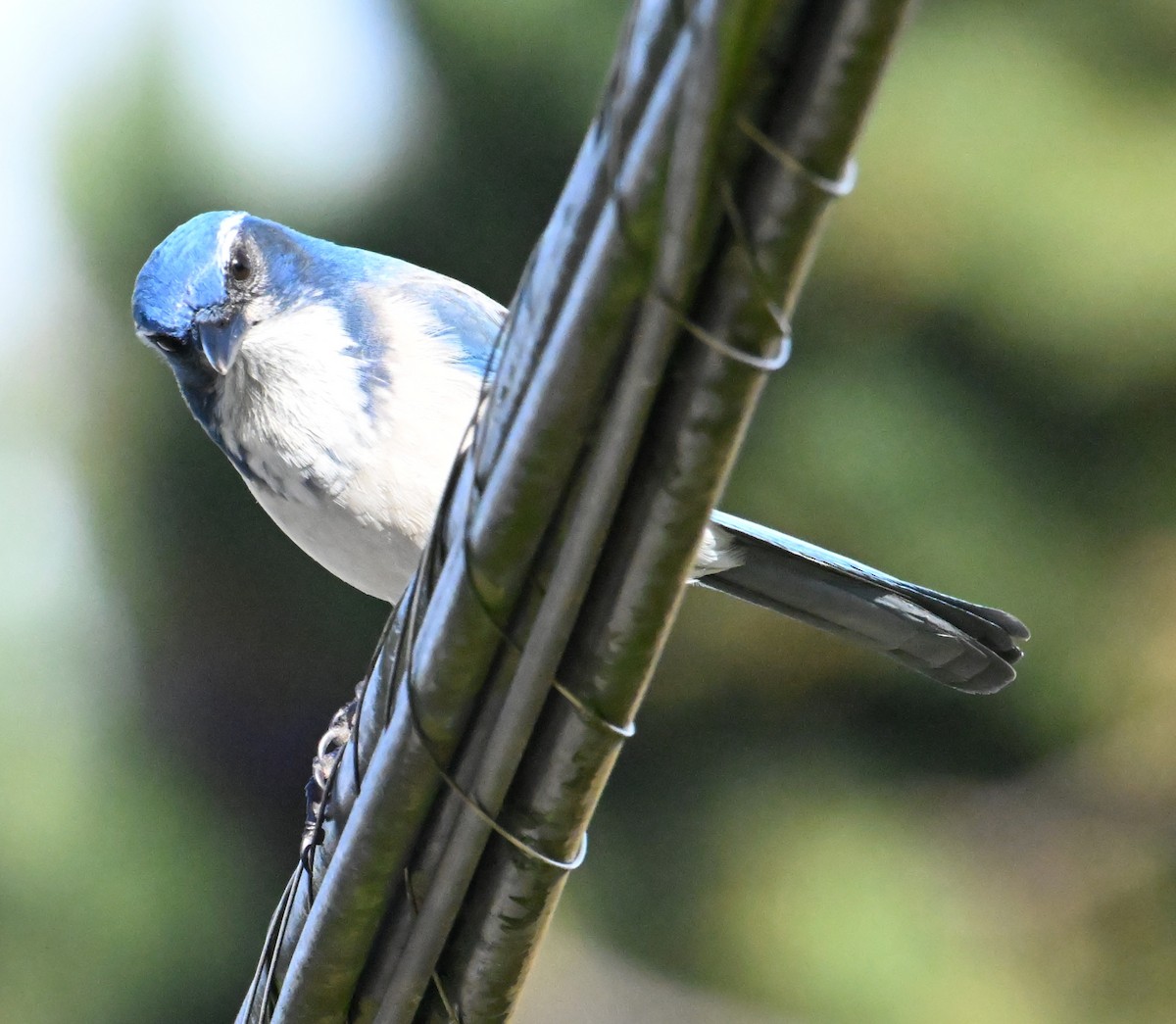 California Scrub-Jay - ML644467367
