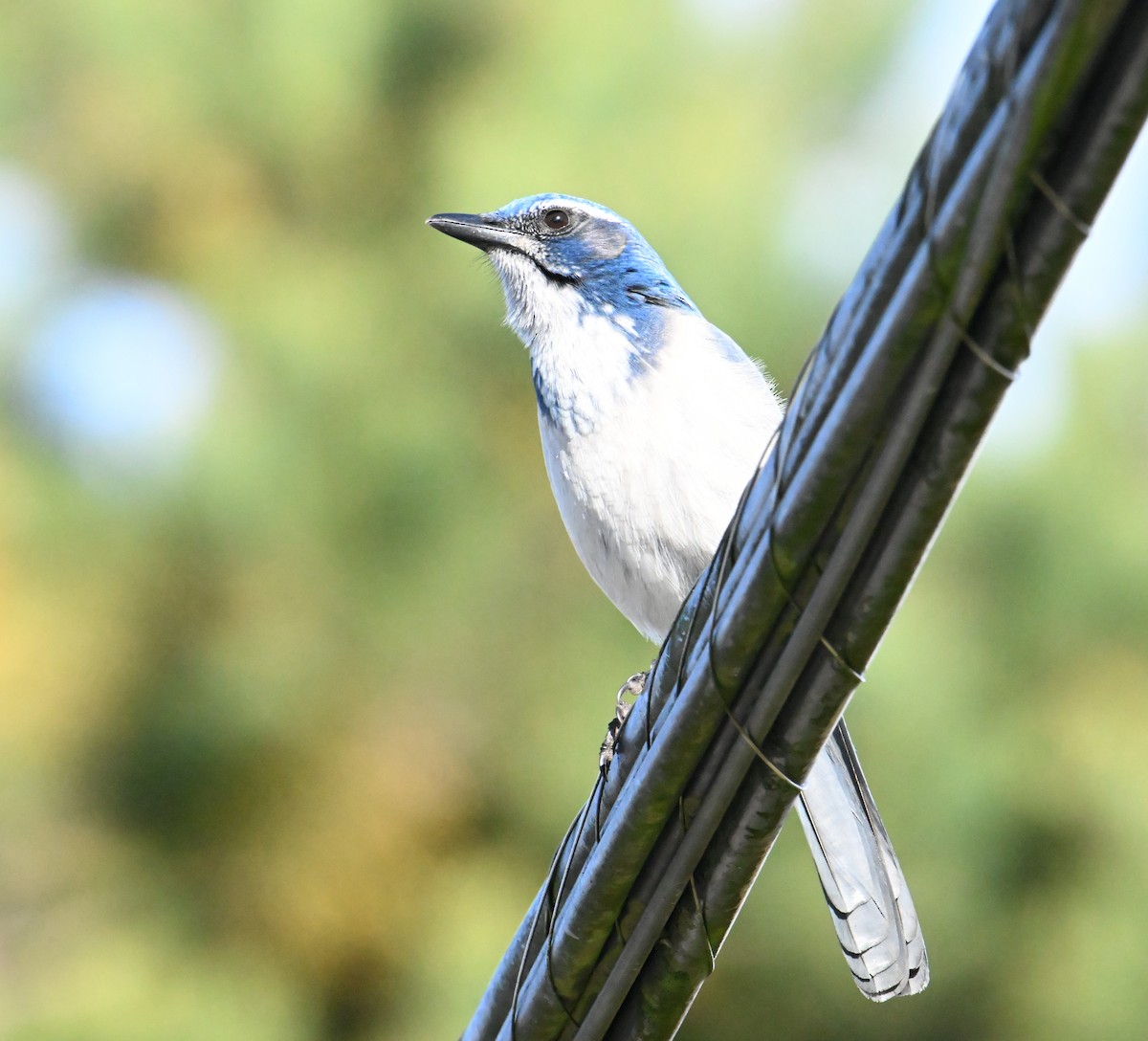 California Scrub-Jay - ML644467368