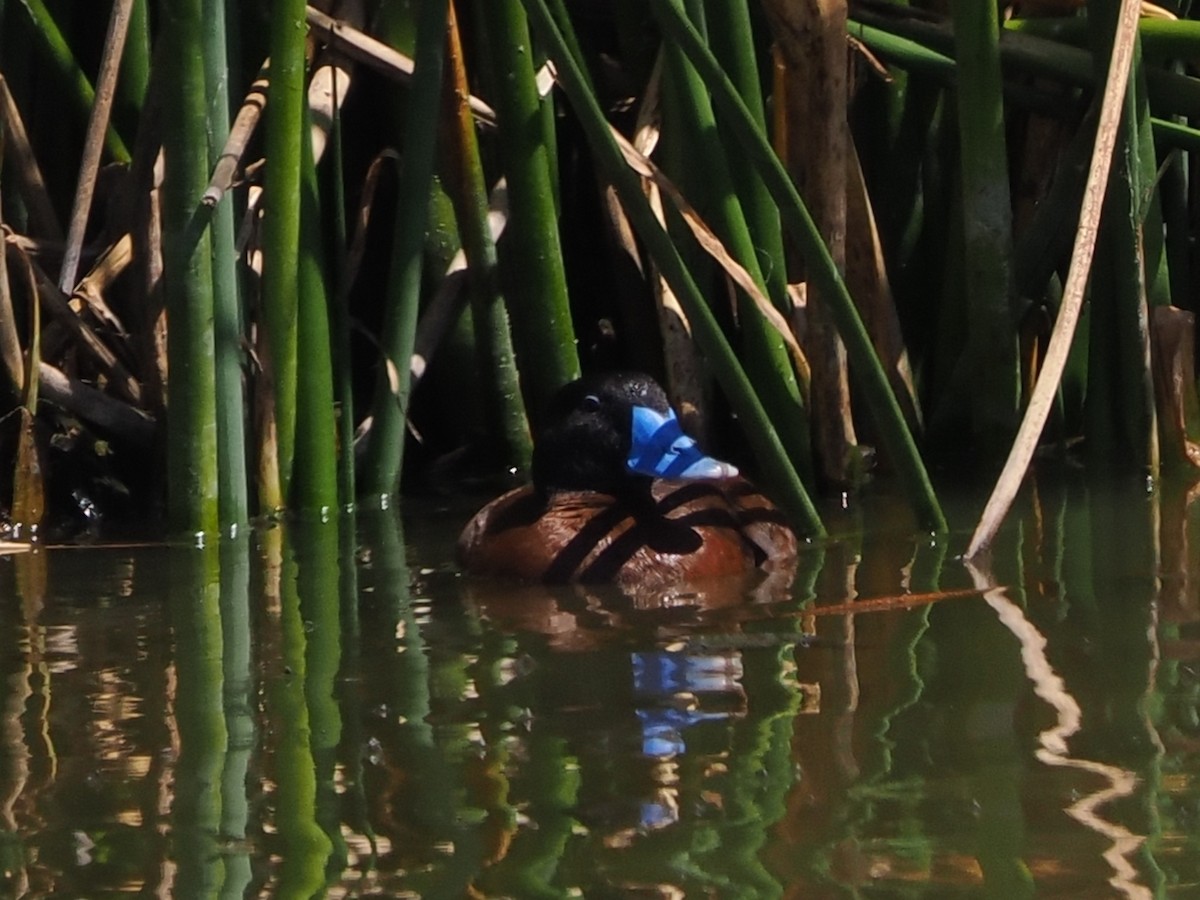 Maccoa Duck - ML644467374