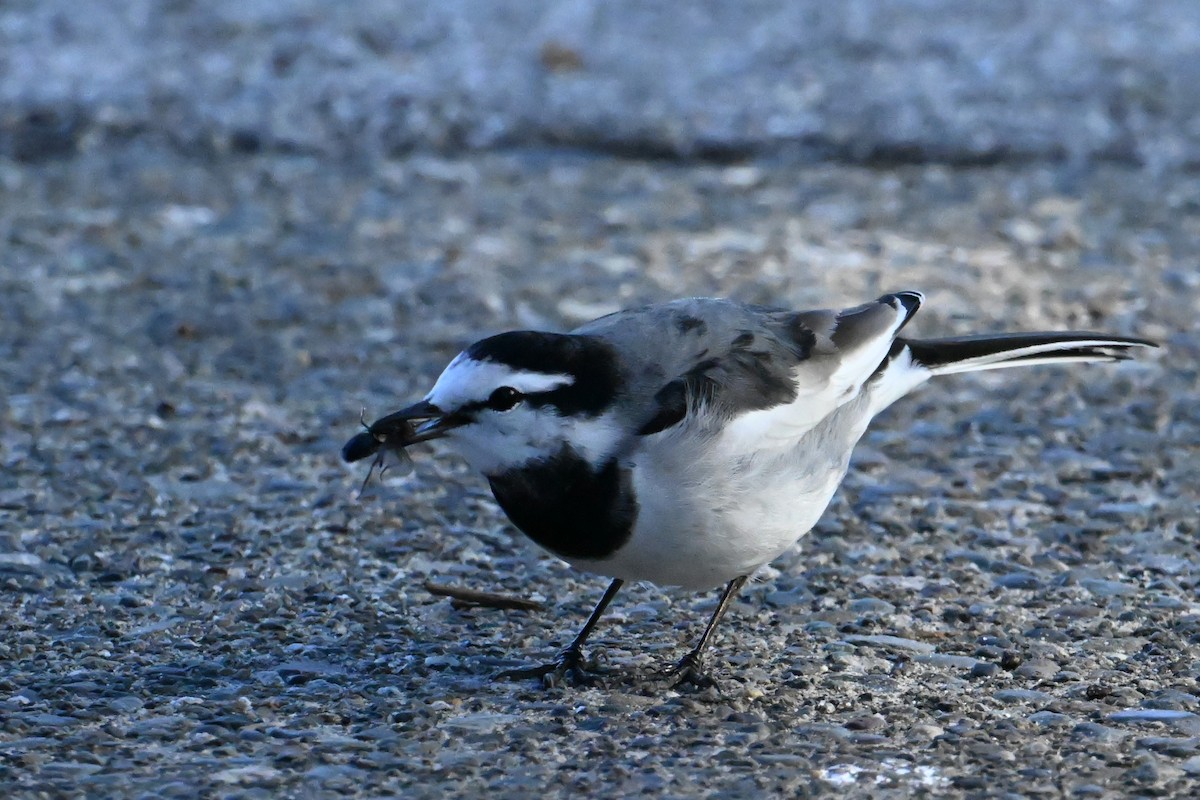 White Wagtail - ML644467378