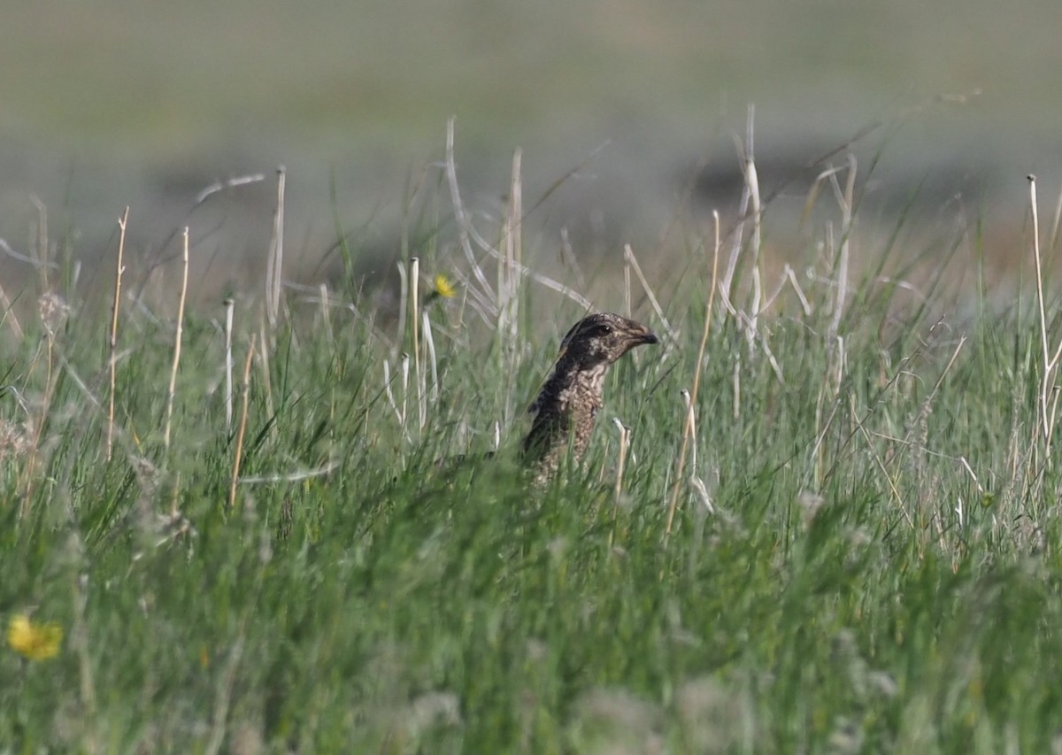 Greater Sage-Grouse - ML644467380