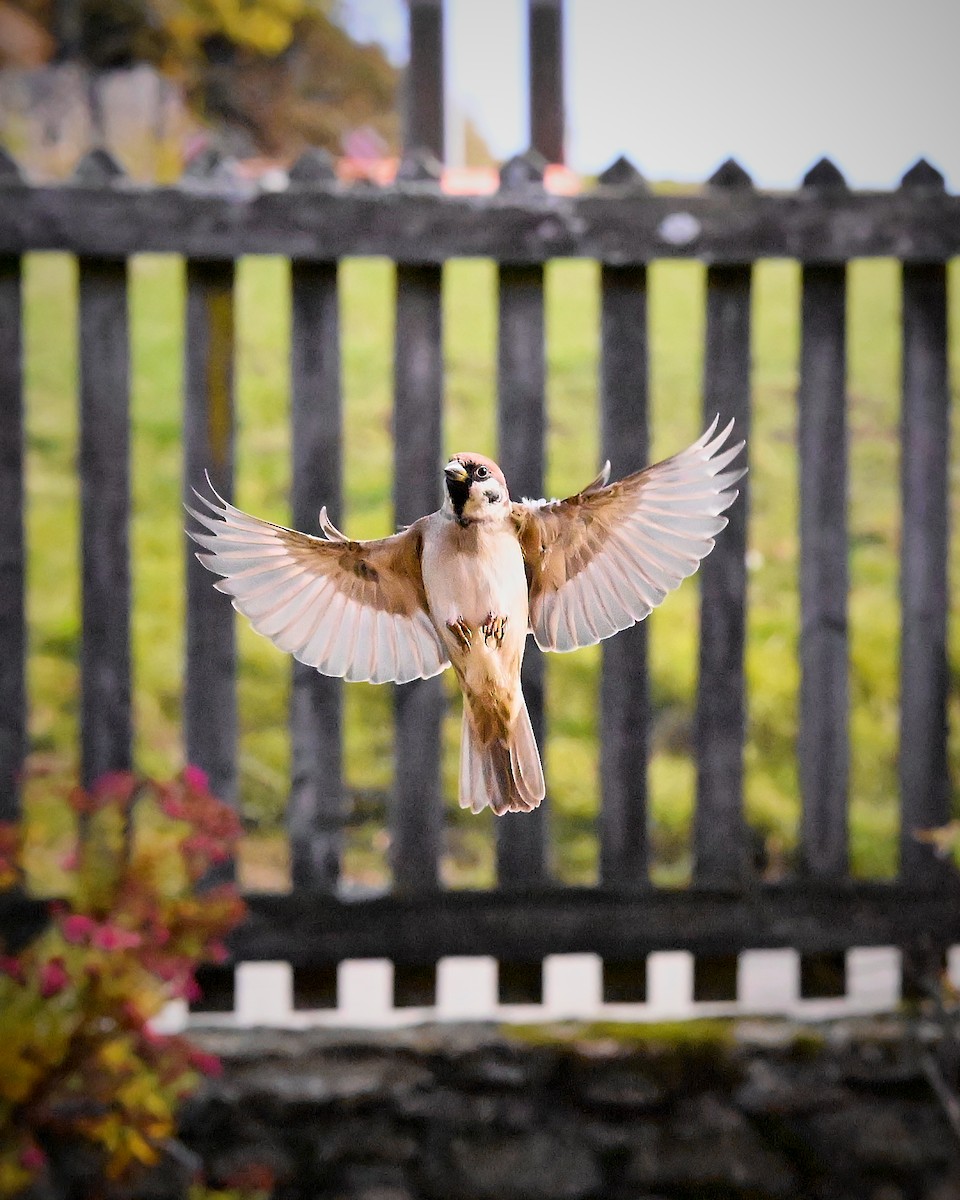 Eurasian Tree Sparrow - ML644467385