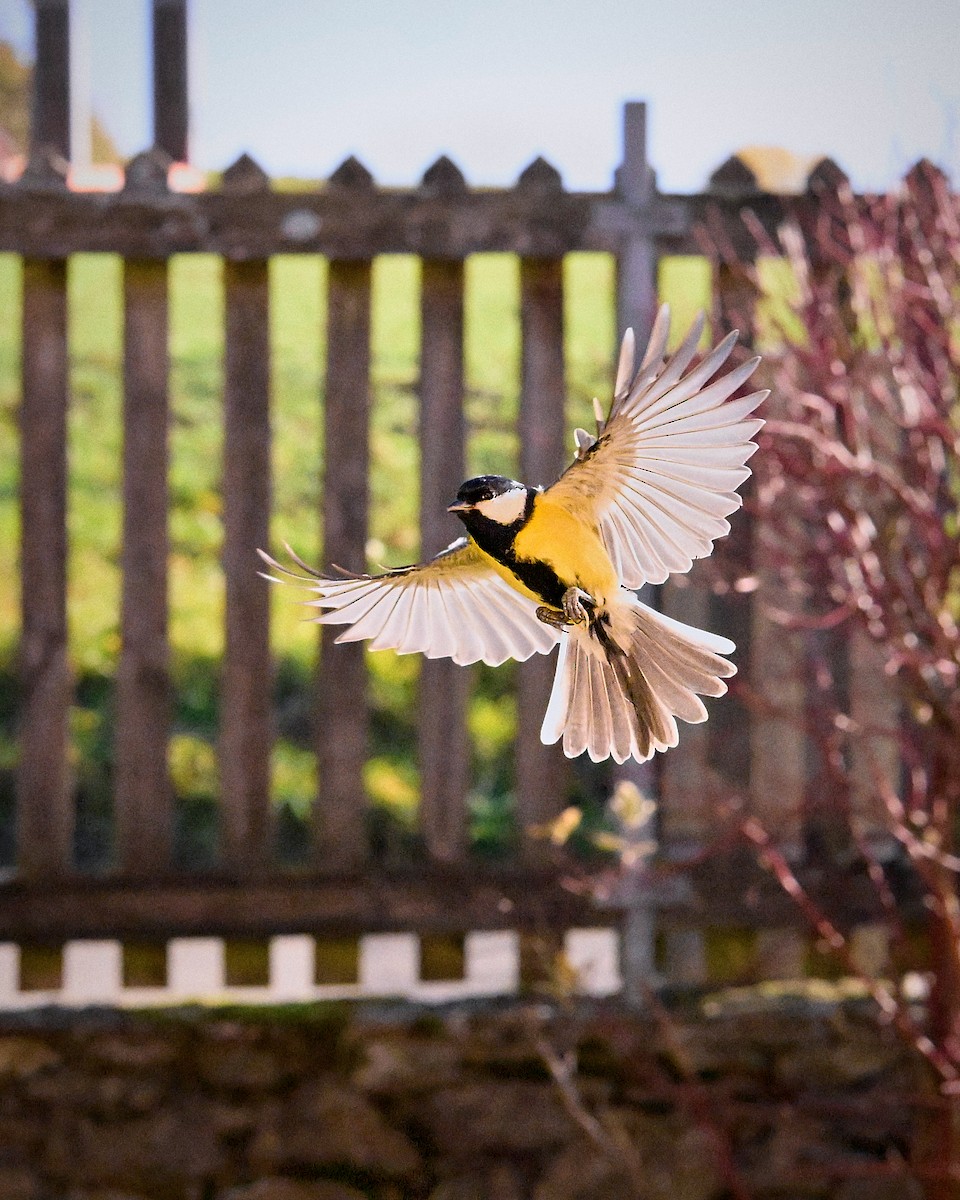 Great Tit - ML644467397