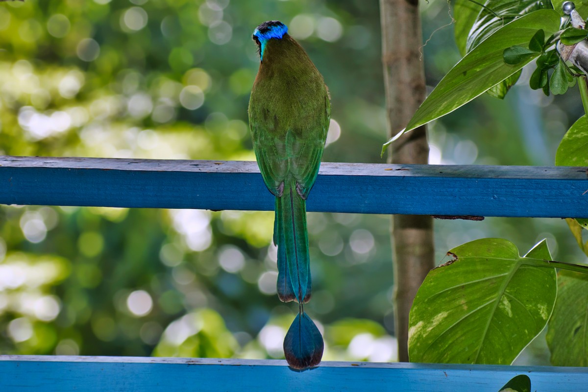 momot trinidadský - ML644467398