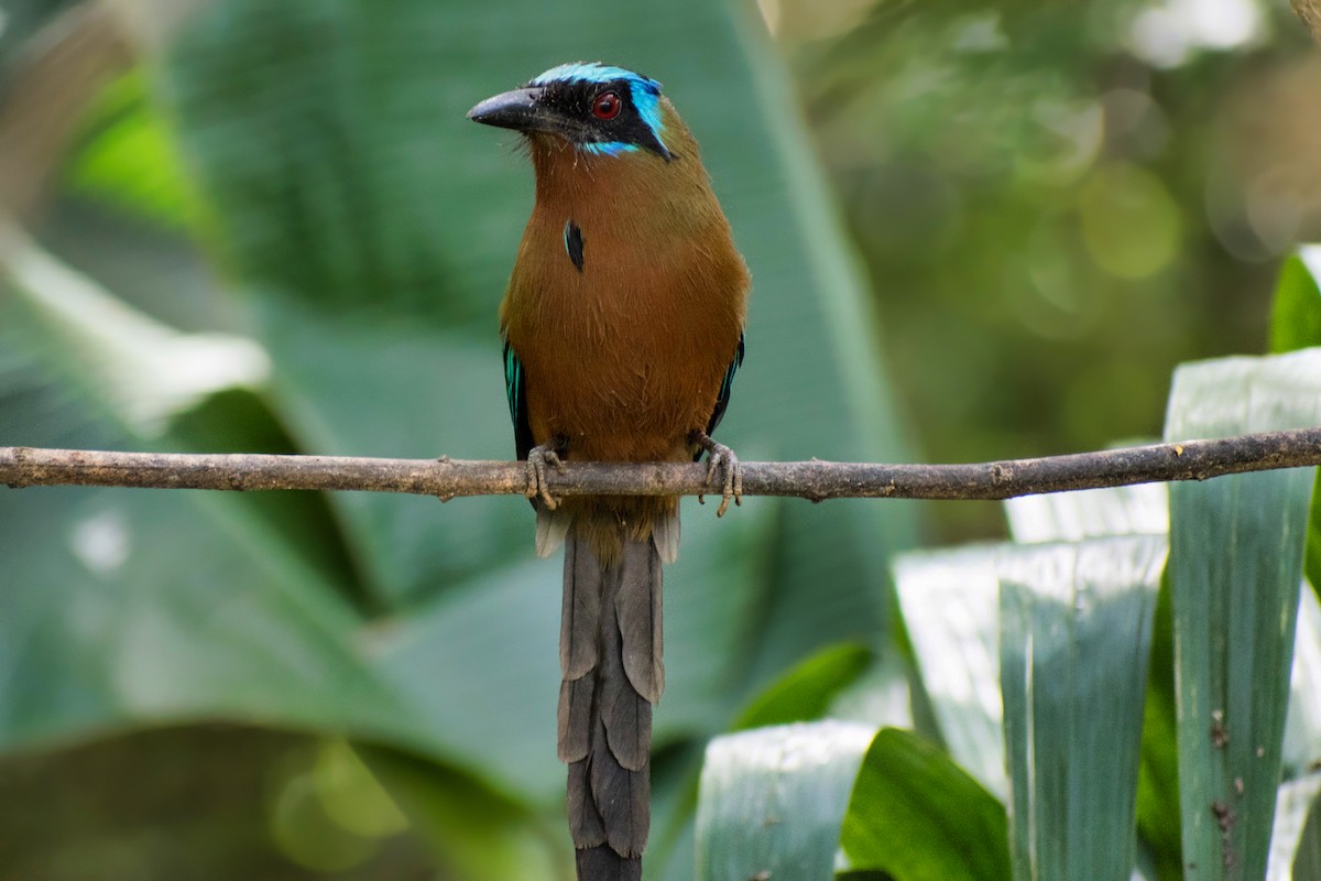 momot trinidadský - ML644467399