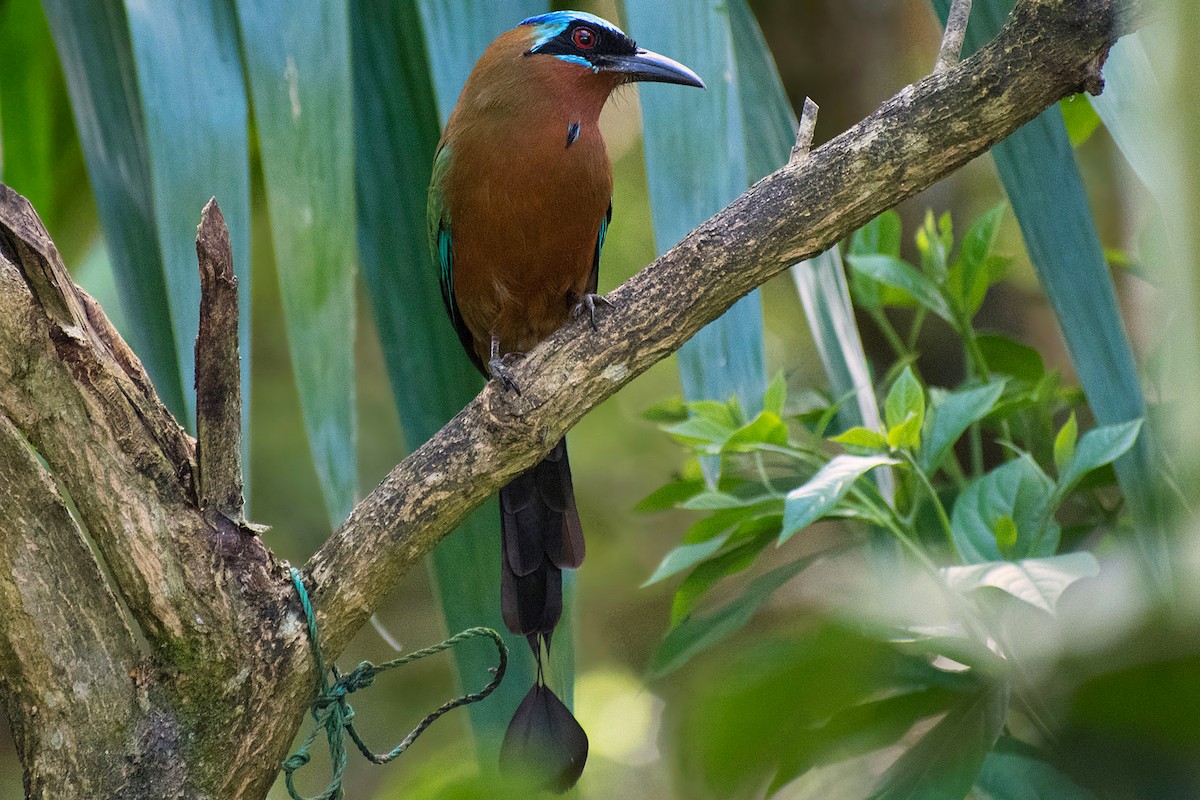 momot trinidadský - ML644467400