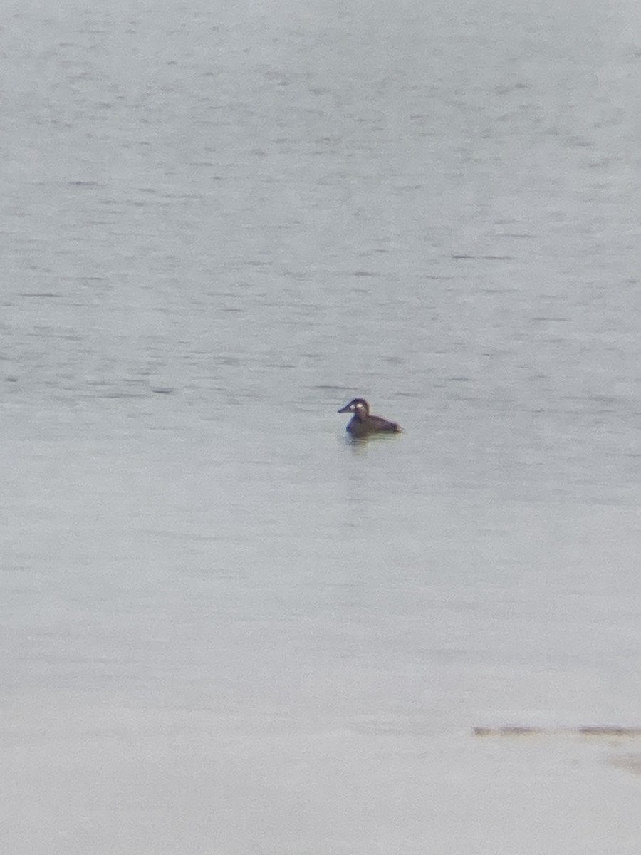 Surf Scoter - ML644467411