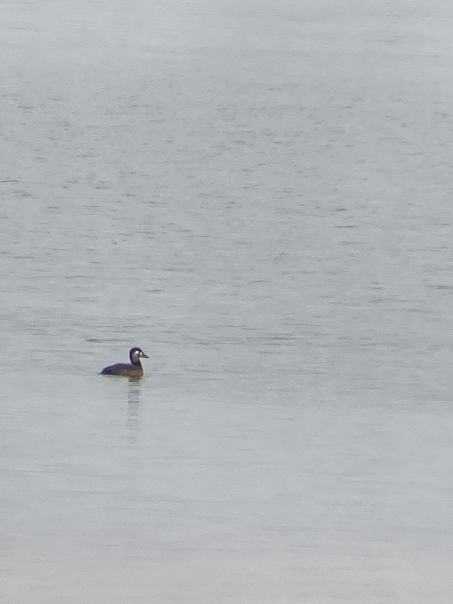 Surf Scoter - ML644467412