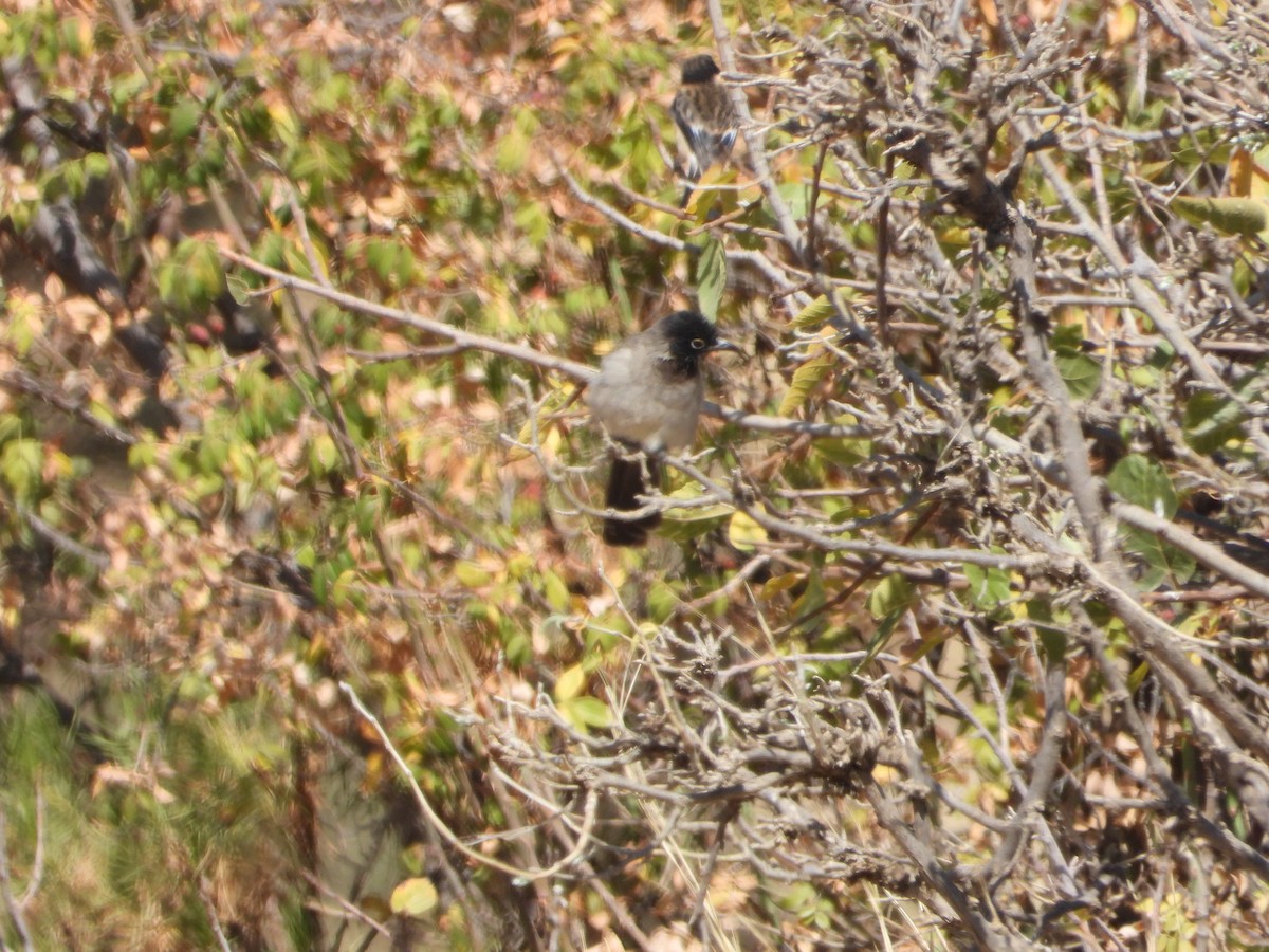 Gelbsteißbülbül - ML644467427