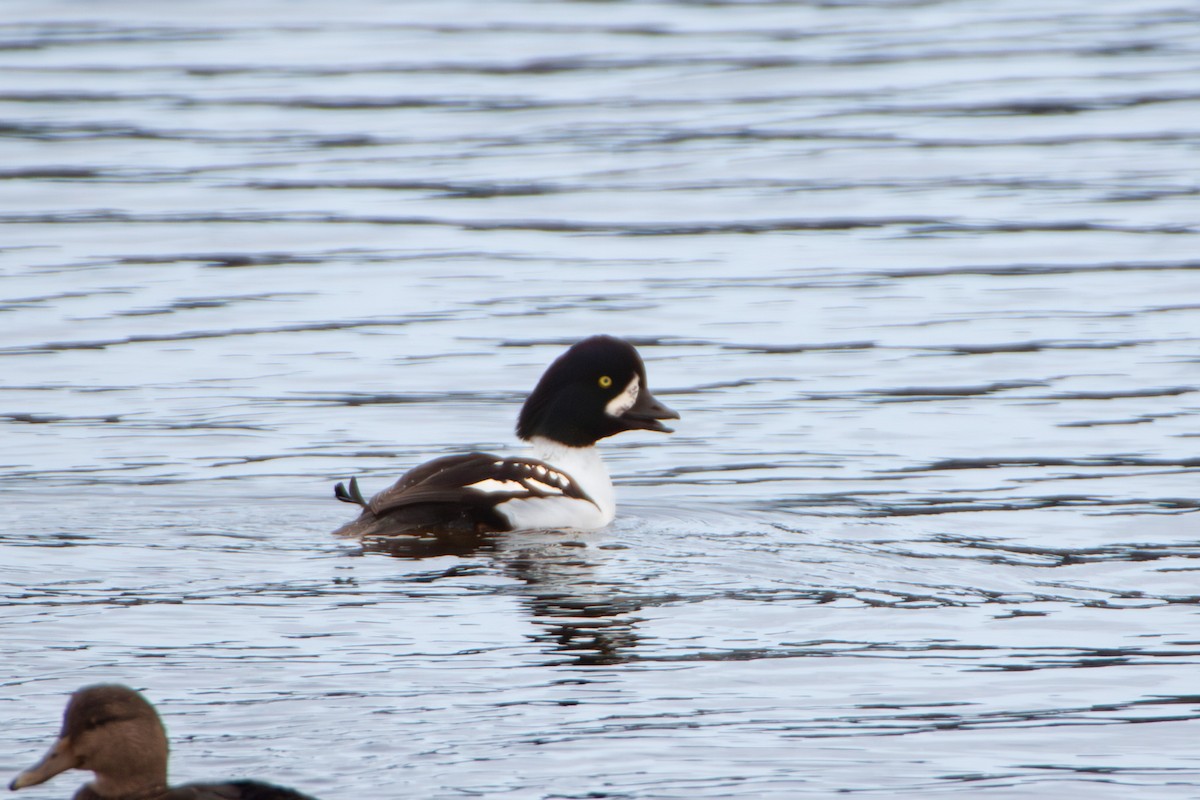 Barrow's Goldeneye - ML644467447